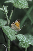 small copper